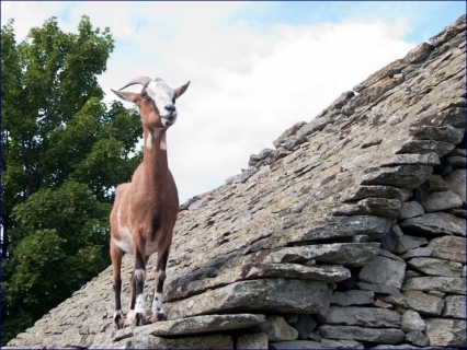 PASTORALE