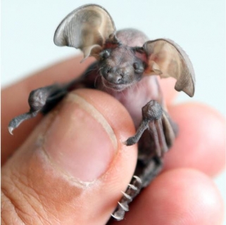 IL PIPISTRELLO-BEBè